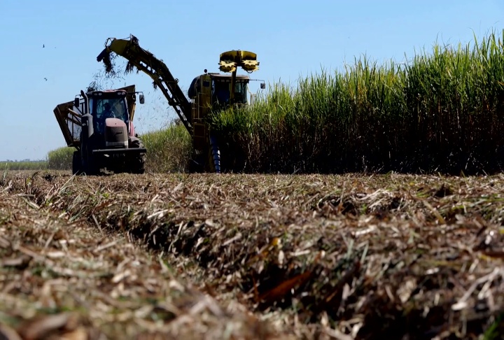 Sugarcane crop decent despite enduring drought